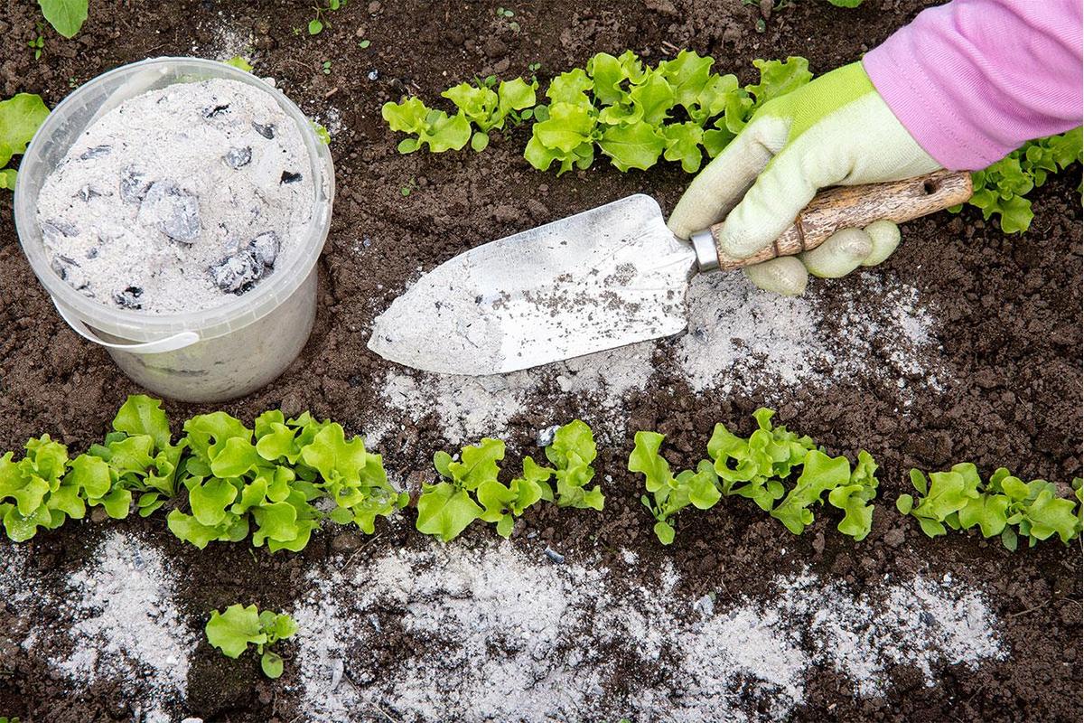 Immagine di zucchine rigogliose in un orto, con cenere sparsa come fertilizzante naturale.