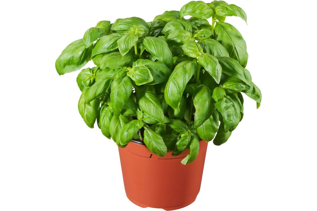 Vaso di basilico rigoglioso in giardino, foglie verdi e sane sotto il sole.
