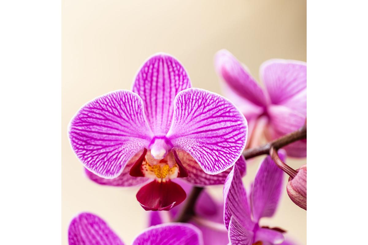 "Orchidee vibranti in vaso, foglie verdi lucenti, simbolo di cura e annaffiatura corretta."