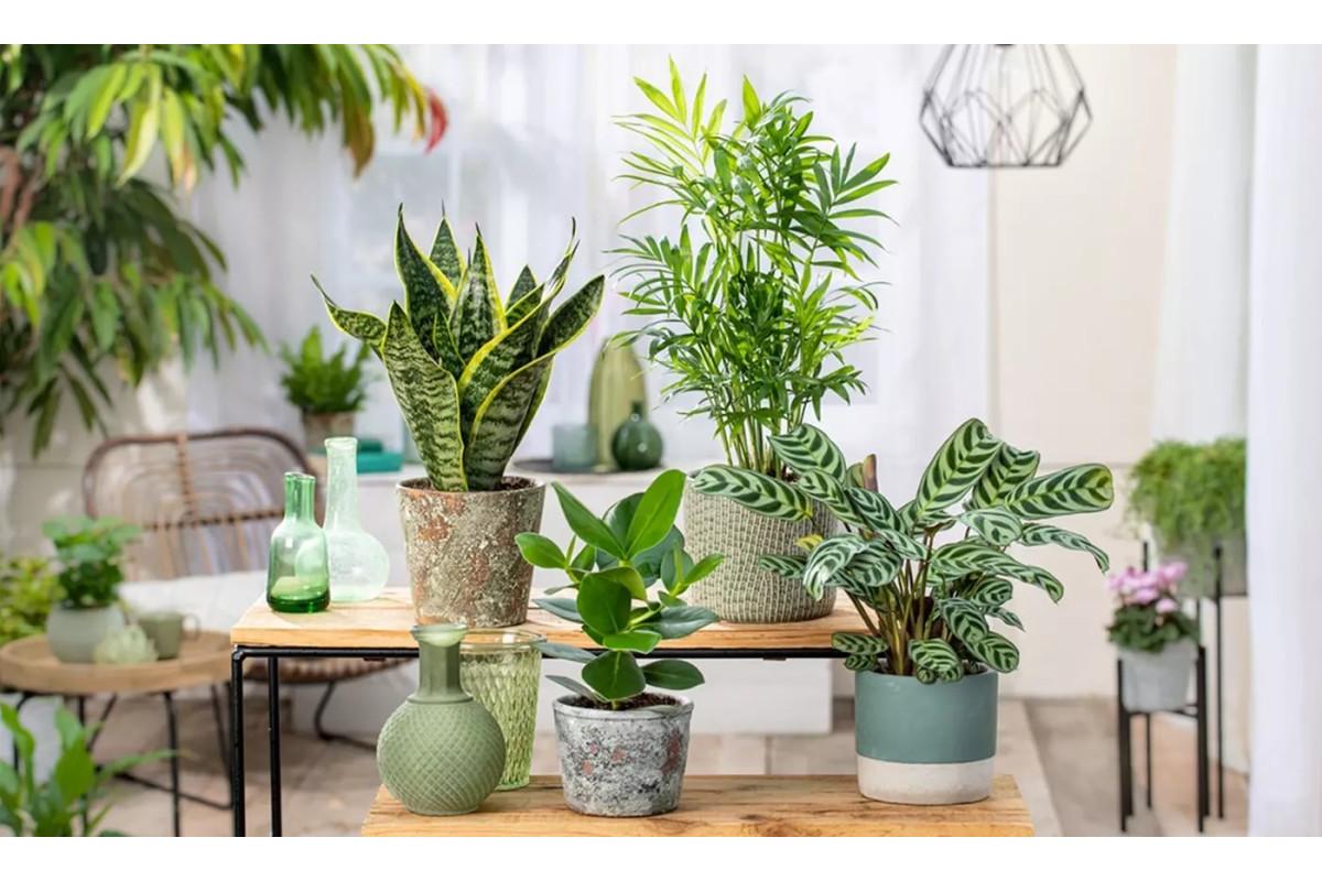 Piante d'appartamento che assorbono umidità, migliorando l'aria in casa in modo naturale.