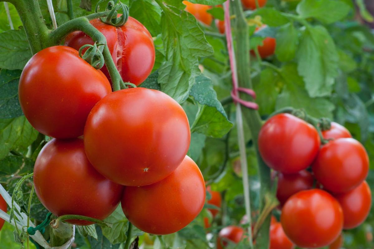 Cinque piante da giardino accanto ai pomodori per un raccolto abbondante e sano.