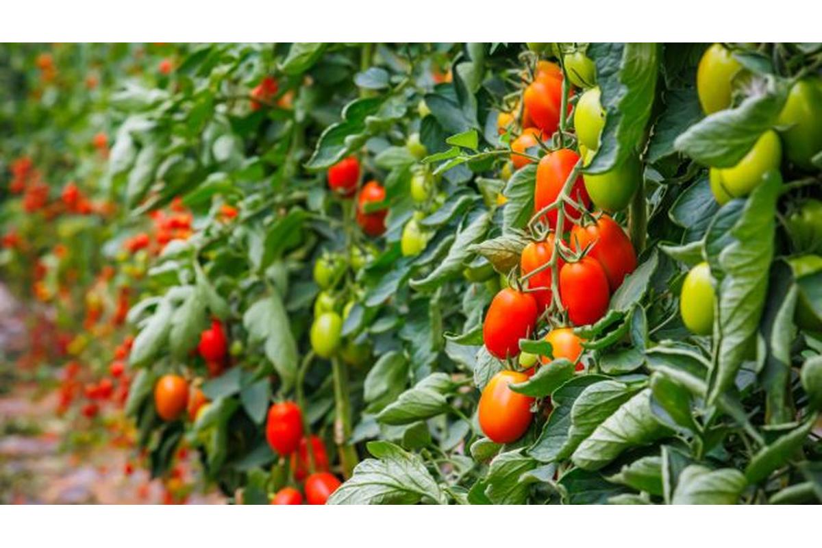 Pomodori maturi accanto a basilico, calendula, cipolla, carota e peperoncino in un orto rigoglioso.