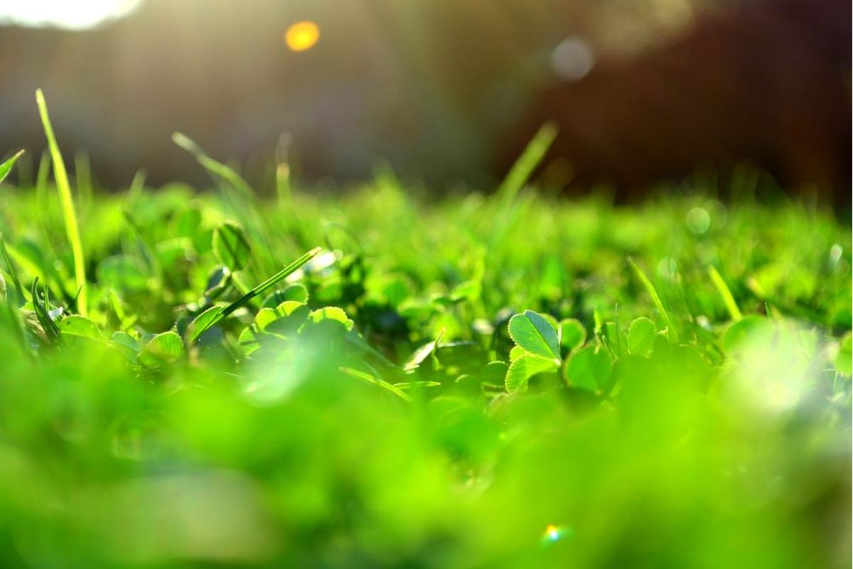 Prato verde rigoglioso con sistema di irrigazione efficiente e piante resistenti alla siccità.
