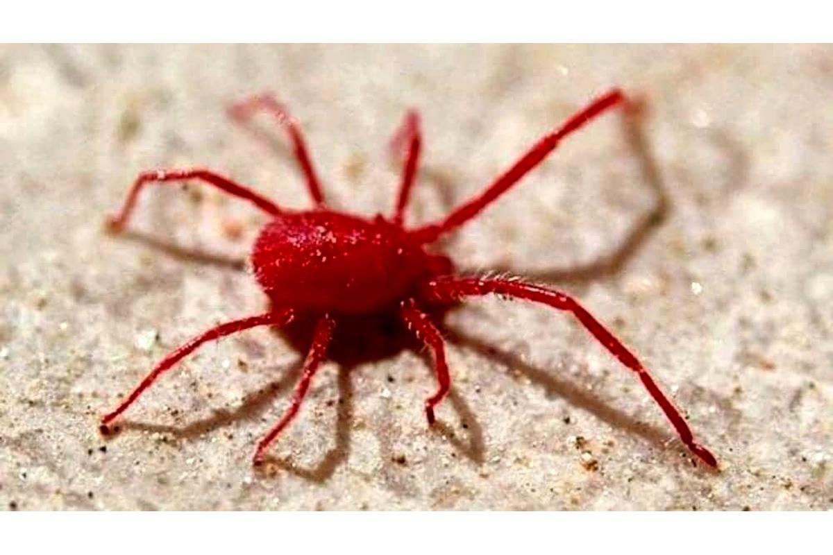 Primo piano di un ragno rosso su una parete interna, con dettagli delle zampe sottili.