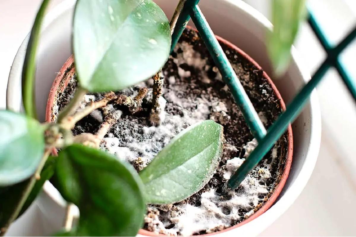 Vasi estivi con piante rigogliose e prive di muffa grazie a soluzioni naturali efficaci.